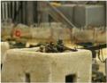 Zaparoyski snipers: SELWG 2006
