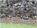 Texian infantry in rubble