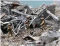 Texian infantry in rubble