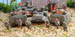 Infantry deploy from apcs closer and high