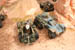 sincanamo goanno and geckos in desert hideaway